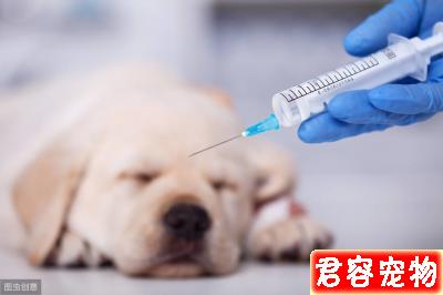 辟謠：狗狗驅蟲打驅蟲針比口服驅蟲藥效果好？寵物醫生告訴你答案
