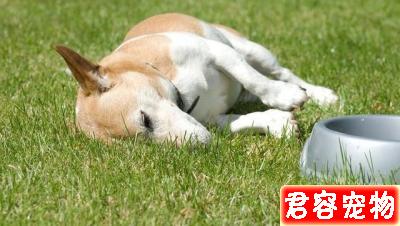 狗狗肚子咕嚕響還朝你拱背?不一定是向你討吃,或是急性腸胃炎