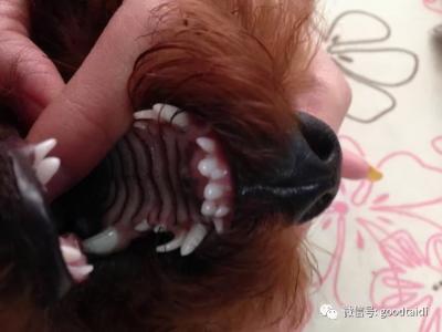 泰迪雙排牙怎么辦