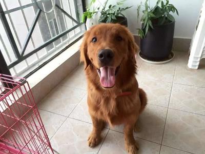 狗狗對陌生親戚吠叫甚至咬人,是正常的!但主人該怎么避免?