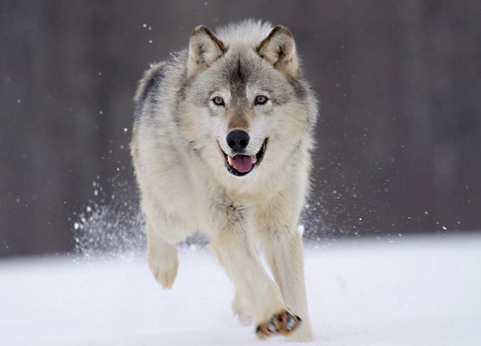 狼和狗第一代雜交的后代:捷克狼犬太霸氣