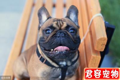 教你分辨狗狗常見皮膚病，以及治療方法，對癥下藥，不傳染
