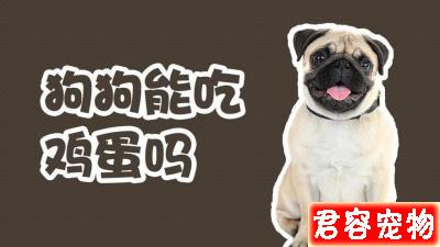 狗狗為什么只能吃蛋黃不能吃蛋白?