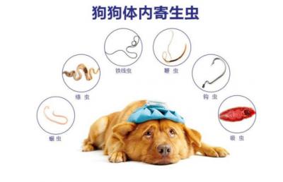 狗狗驅蟲只要驅蟲藥嗎?避免踩坑