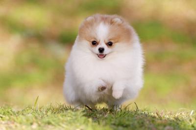 純種“博美犬”都有的7大標志,我養的是串串,你家的呢?
