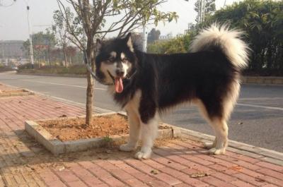 六個不養阿拉斯加犬的理由,看完你還會心動嗎?