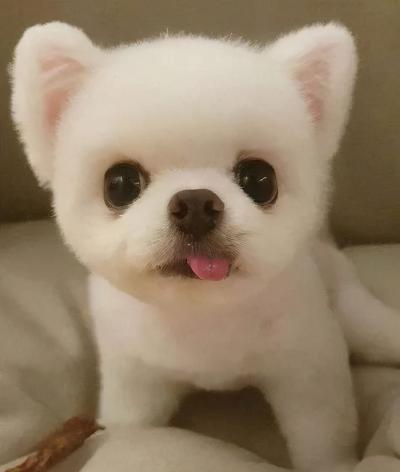 狗界顏值扛把子,你家狗狗上榜了嗎?
