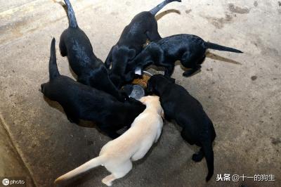 辟謠:犬瘟和細小是一回事?不,它和細小是兩碼事,癥狀也不一樣