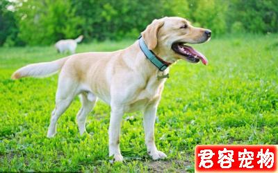 只需要6步教你辨別拉布拉多品質，看看你家拉布拉多純不純