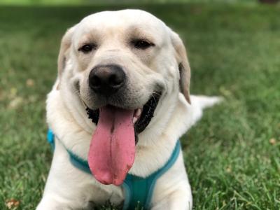 拉布拉多犬很能吃,為什么偏偏這么受歡迎呢?