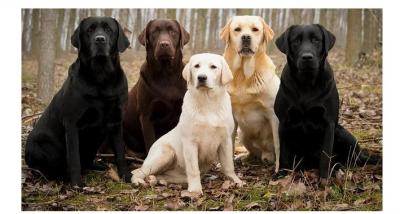 想養中大型犬,不妨考慮下拉布拉多,不會讓你失望的