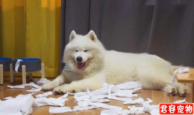 性格最好的五種中大型犬，有你心中所想嗎？