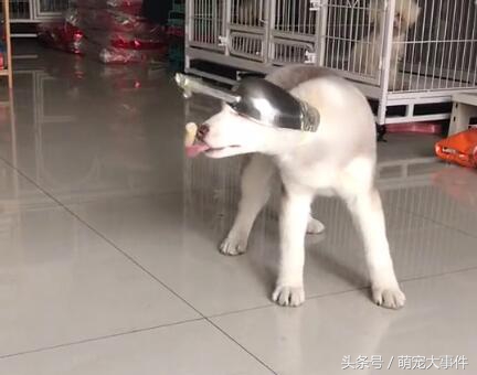 被鏟屎官坑的最慘的哈士奇，看的見吃不著的二哈，根本不想拆家