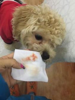 第一次碰到狗狗的生理期?莫慌,我來教你怎么做