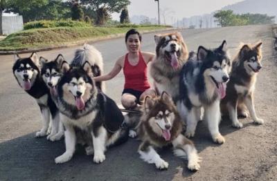 六個不養阿拉斯加犬的理由,看完你還會心動嗎?