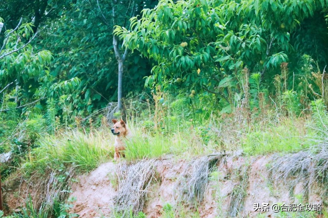 合肥有這樣一座山,是400多只流浪狗的天堂