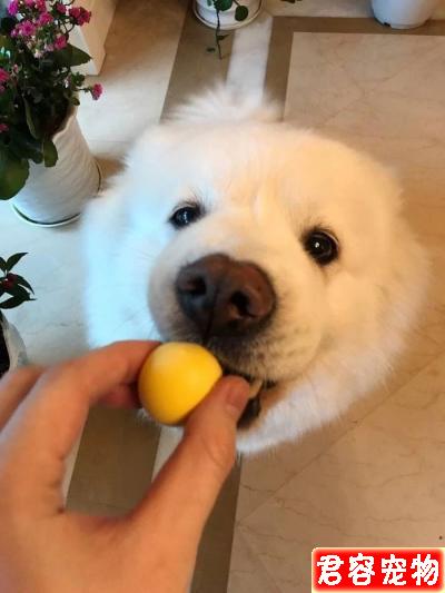 狗狗為什么只能吃蛋黃不能吃蛋白?