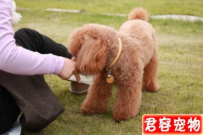 新手須知:泰迪幼犬狗糧喂多少?