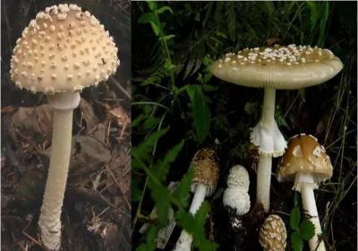 狗狗也中毒!?吃菌需謹慎,這份指南請速速查收→