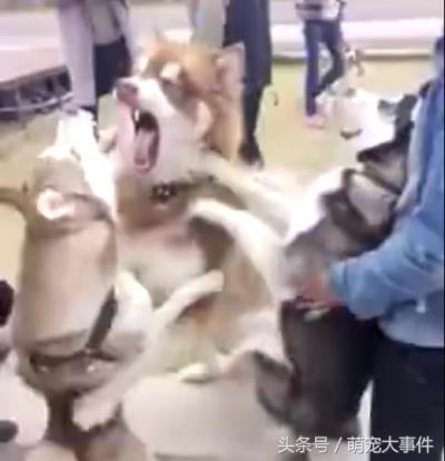 兩只哈士奇吵的不可開交，惹得阿拉斯加雪橇犬心煩直接制裁