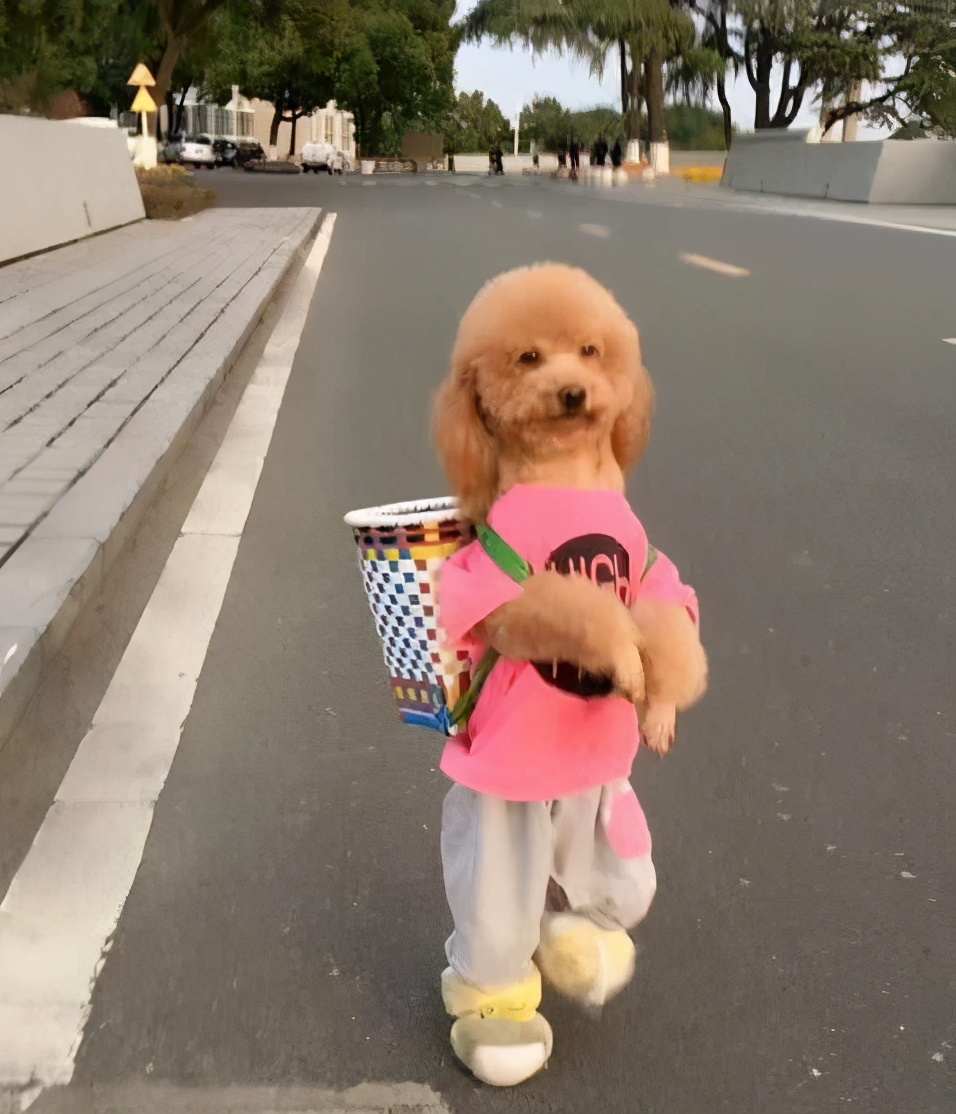 兩分鐘,帶你看完一只泰迪犬的傳奇人生