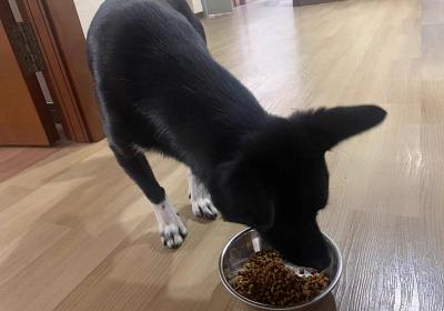 辟謠,米飯能代替狗糧成犬類主食?不能,狗狗消化淀粉存在缺陷