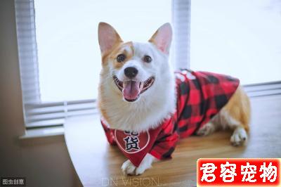 柯基怎么養,作為主人,你了解嗎?看一下該注意的地方,健康養狗