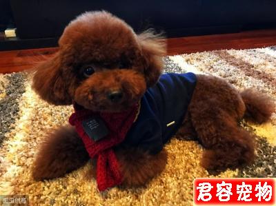泰迪犬“拉稀”的原因，你還不知道吧