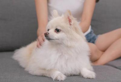 教你一眼辨別“高品質”的博美,我家的居然是串串