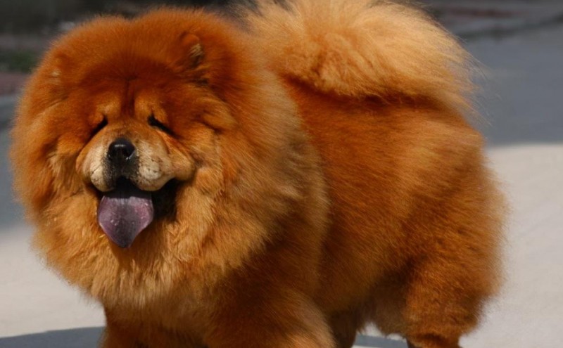 為何大家不愿意養松獅犬了？這幾個方面講出了心里話