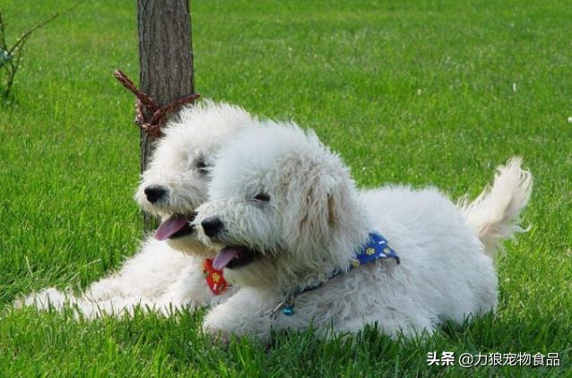 <a href=/zhonglei/gou/ target=_blank class=infotextkey>狗</a>狗出門總是亂吃東西怎么辦?小編給你支幾招