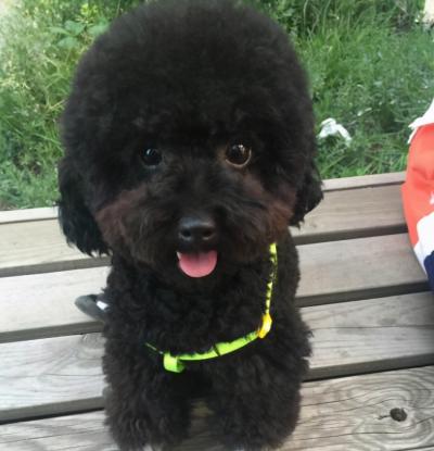 泰迪犬顏色這么多,最多人養的5種,你家上榜了嗎?