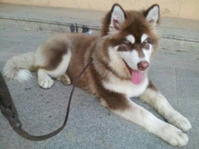 六個不養阿拉斯加犬的理由,看完你還會心動嗎?