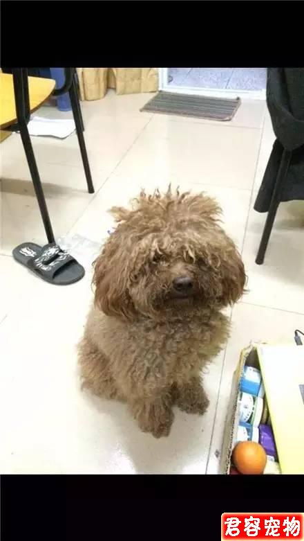 “特別討厭泰迪，看見就想踢是什么心態”？