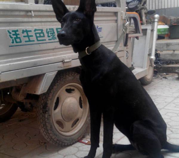 小狗吞了骨頭怎么辦？