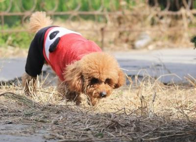 養狗這么多年,現在才知道泰迪犬這幾個動作,背后的意思