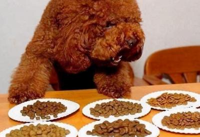 養狗這么多年,現在才知道泰迪犬這幾個動作,背后的意思