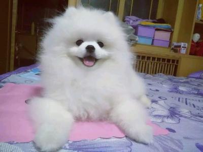 博美犬去淚痕的6個妙招,趕跑淚痕,簡單又實用
