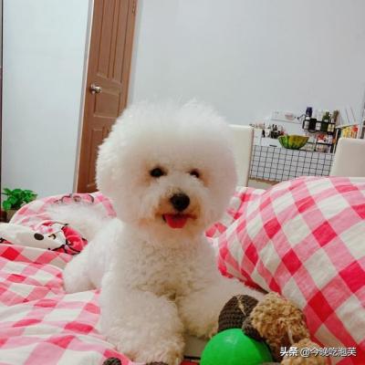 狗狗到底能不能吃鹽?