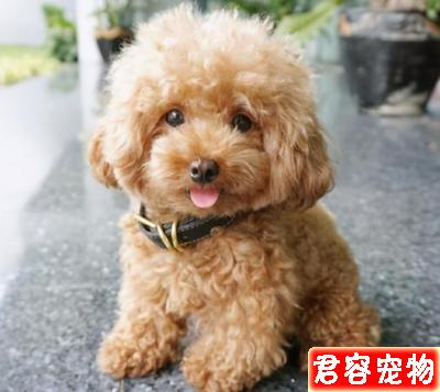 泰迪“處于痛苦中”的幾大特征,主人不要忽視了