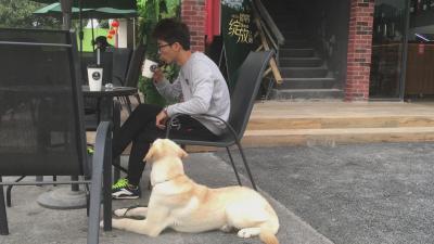 10個月拉布拉多一身壞毛病，訓犬師把它變成乖乖狗