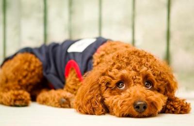 泰迪犬毛發不好，可以吃什么食物改善？