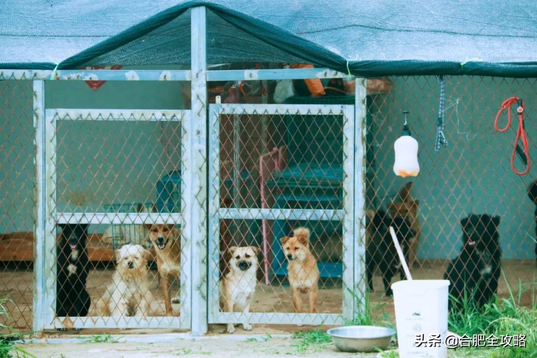 合肥有這樣一座山,是400多只流浪狗的天堂