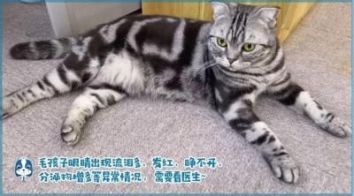 鏟屎官注意！眼瞼內翻≠倒睫毛，越早診斷治療傷害越小