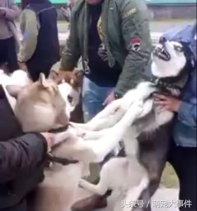 兩只哈士奇吵的不可開交，惹得阿拉斯加雪橇犬心煩直接制裁