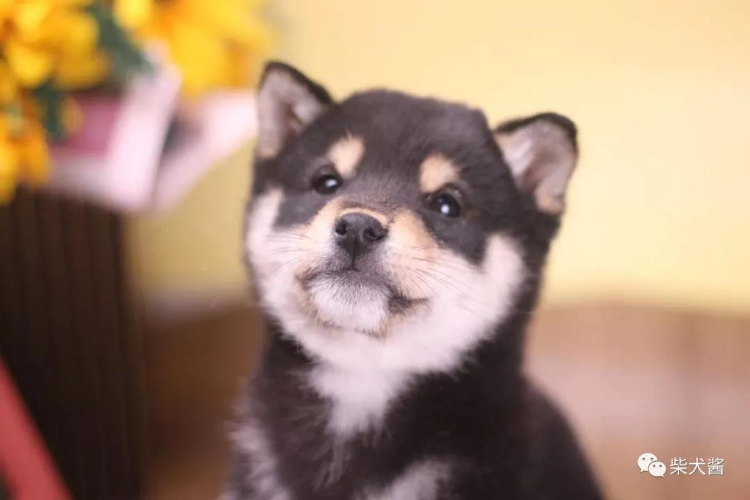 黑色柴犬和哈士奇不是同一種<a href=/zhonglei/gou/ target=_blank class=infotextkey>狗</a>狗嗎?