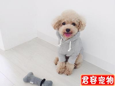 泰迪“處于痛苦中”的幾大特征,主人不要忽視了