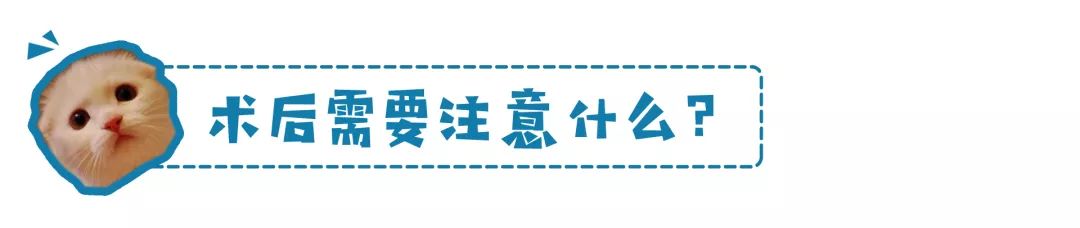 鏟屎官注意！眼瞼內翻≠倒睫毛，越早診斷治療傷害越小