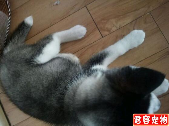 兩個月的哈士奇變成了球形，網友看后哈哈一笑肉嘟嘟好萌啊