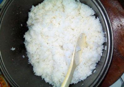 辟謠,米飯能代替狗糧成犬類主食?不能,狗狗消化淀粉存在缺陷